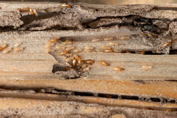 Best Flea Control Services  in Brookmont, MD